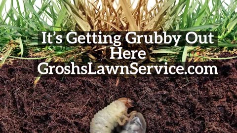 Grubs Westfields Hagerstown Maryland Lawn Care Treatments