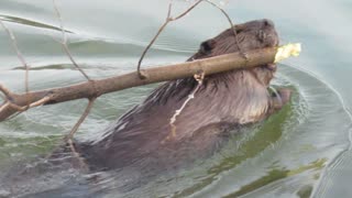 Beaver Offers a Man a Gift