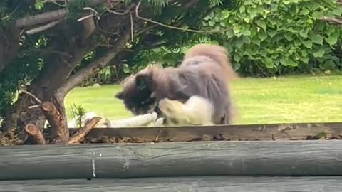 Master of tug of war🐹