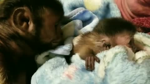 Capuchin preciously welcomes new baby addition