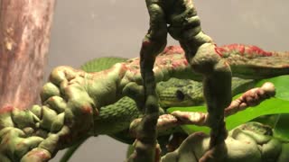 Great Lakes bush viper moving about