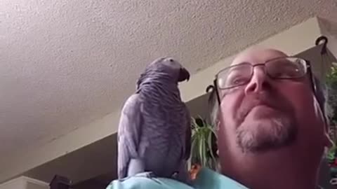 Parrot gives kisses