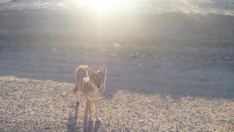 Coyotes chasing our car in Death Valley! MUST SEE!