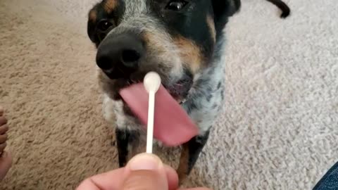 Dog lollipop