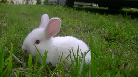 Cute albino rabbit