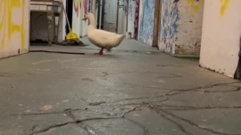 Duck adorably runs back and forth in front of the light