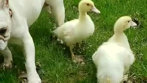 French Bulldog enjoys the company of two baby ducks
