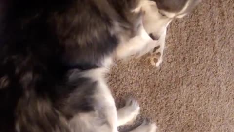 Husky furious he can't eat other dog's dinner, throws tantrum