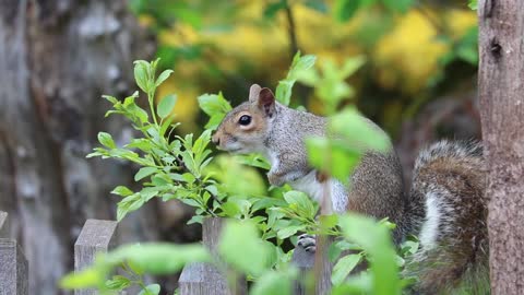 SQUIRREL ON THE WOOD