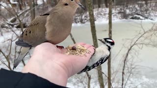 Hand-Feeding the Mourning Dove and Downy Woodpecker in Slow Motion.
