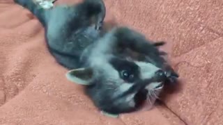 Funny little raccoon