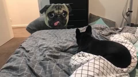 French Bulldog has mind blown by over-sized pug mask