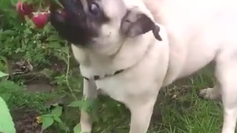 Pug Loves Raspberries