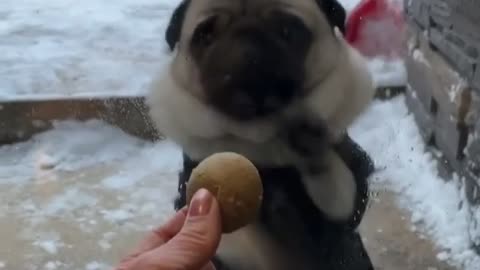 he wants the cookie so much