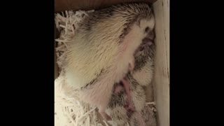 The little Hedgehog suckles The Mother.