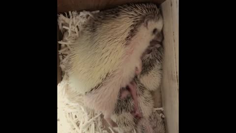 The little Hedgehog suckles The Mother.