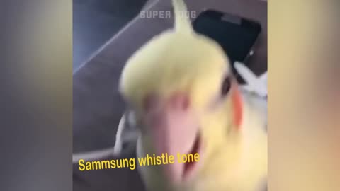 Smart parrot acting Samsung Ring