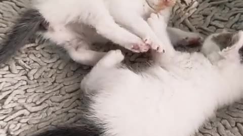 "Catty Conversations: Playful Encounters Between Feline Friends"cats funny video #animalcomedyvideo