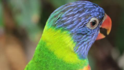 Color of Parrot