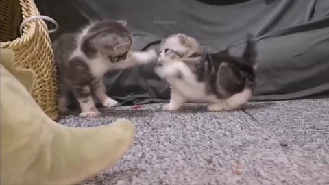 Baby Cats - Cute and Funny Cat Videos 6