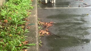 Purrfect Pals in the Parking Lot