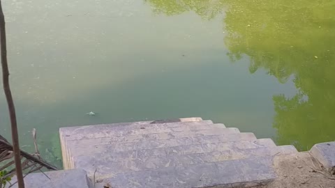 Bangladeshi village pond video