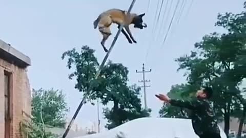 Amazing dog | training skills