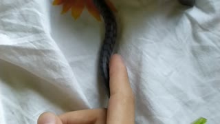 Cute Snake Loves The Dark