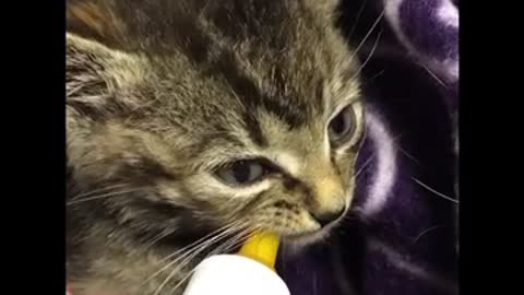 Hungry Kitten Drinking from the Bottle #Shorts