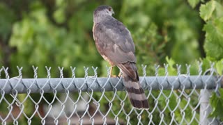 Coopers Hawk