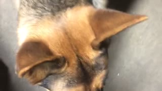 German shepherd air pressure