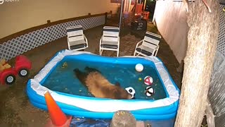 Bear Goes to Pool to Keep Cool