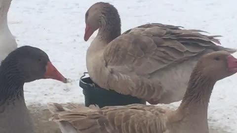 American Buff goose won’t share and sits on water bucket