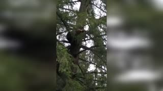 Moment Bear Hides Up Tree To Escape Cops