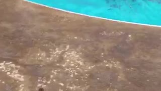 Teen Girl Gets ROCKED When Pool Jump Fails Spectacularly