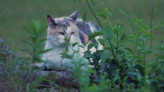 Cat, Calico Cat,