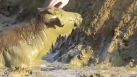 Forest army saves the buffalo from dying. Watch how they saved him!!