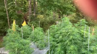 Derekhunterpodcast greenhouse pure Michigan marijuana August 27, 2021