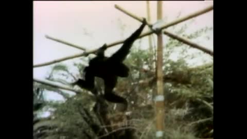 Classic Sesame Street - A Gibbon Swinging