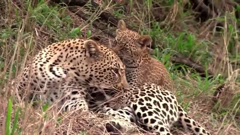 adorable Moment Leopard Seen Playing With its Loving Mother