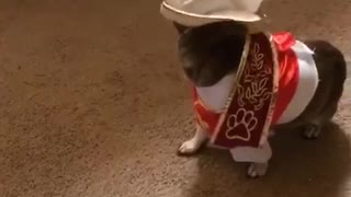 Dog wearing halloween costume