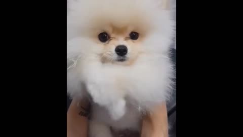 Cute Dog and Puppies Haircut