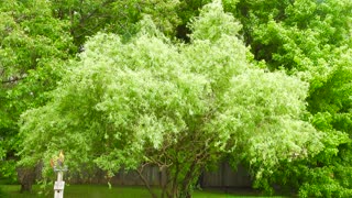 The Wind and the Willow