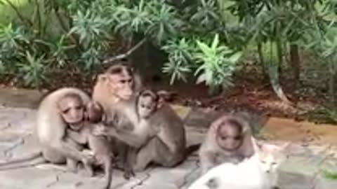 Cat conversing with the monkeys