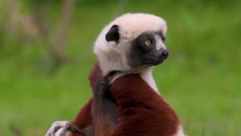 Incredibly rare 'dancing' lemurs is Internet’s new love