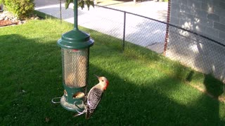 Juvenile Red Bellied Woodpecker