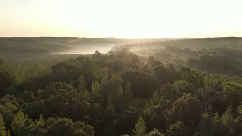 Drone Footage Of A Dense Forest