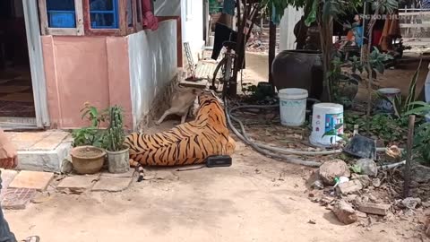 Dog don't like Tiger Prank Dog most funny 2021