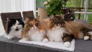 Swedish Siberian Cats Move Heads In Sync