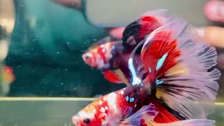 Unique betta fish